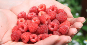 7 Reasons Raspberries Are So Good for You - Vegelia - Sunrider products for a healthy lifestyle