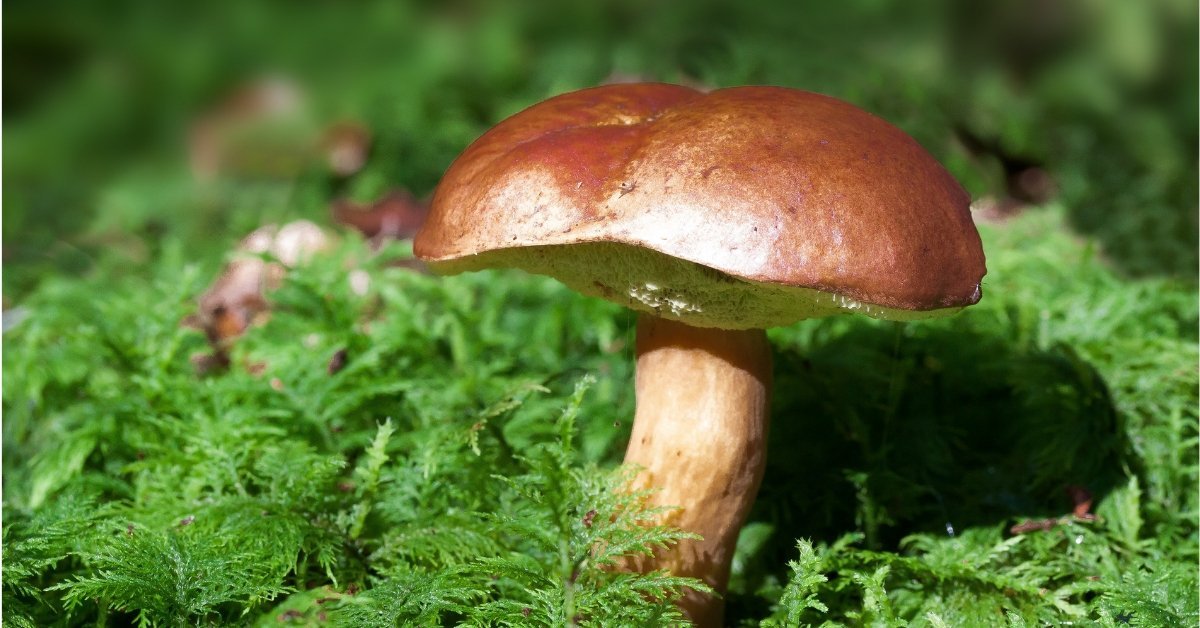 Eating mushrooms may reduce the risk of cognitive decline - Vegelia - Sunrider products for a healthy lifestyle