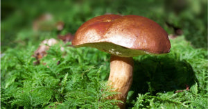 Eating mushrooms may reduce the risk of cognitive decline - Vegelia - Sunrider products for a healthy lifestyle