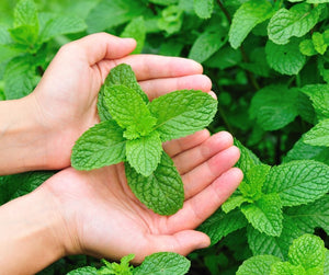 Mint Extract for Aching Backs and Sore Muscles - Vegelia - Sunrider products for a healthy lifestyle