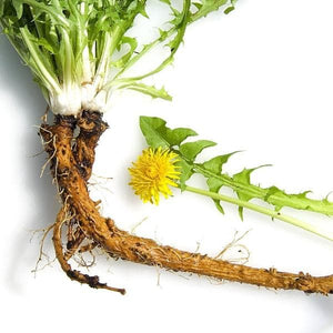 Sunrider Dandelion Root - digestive suplement